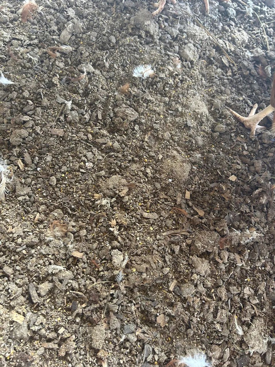 Adubo de galinha  - Foto 3