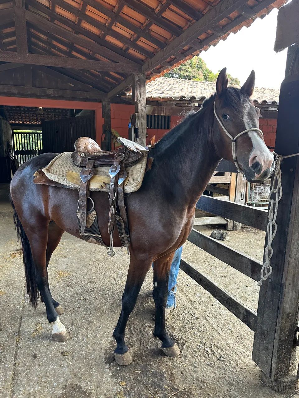 MANGALARGA REGISTRADO - Foto 2