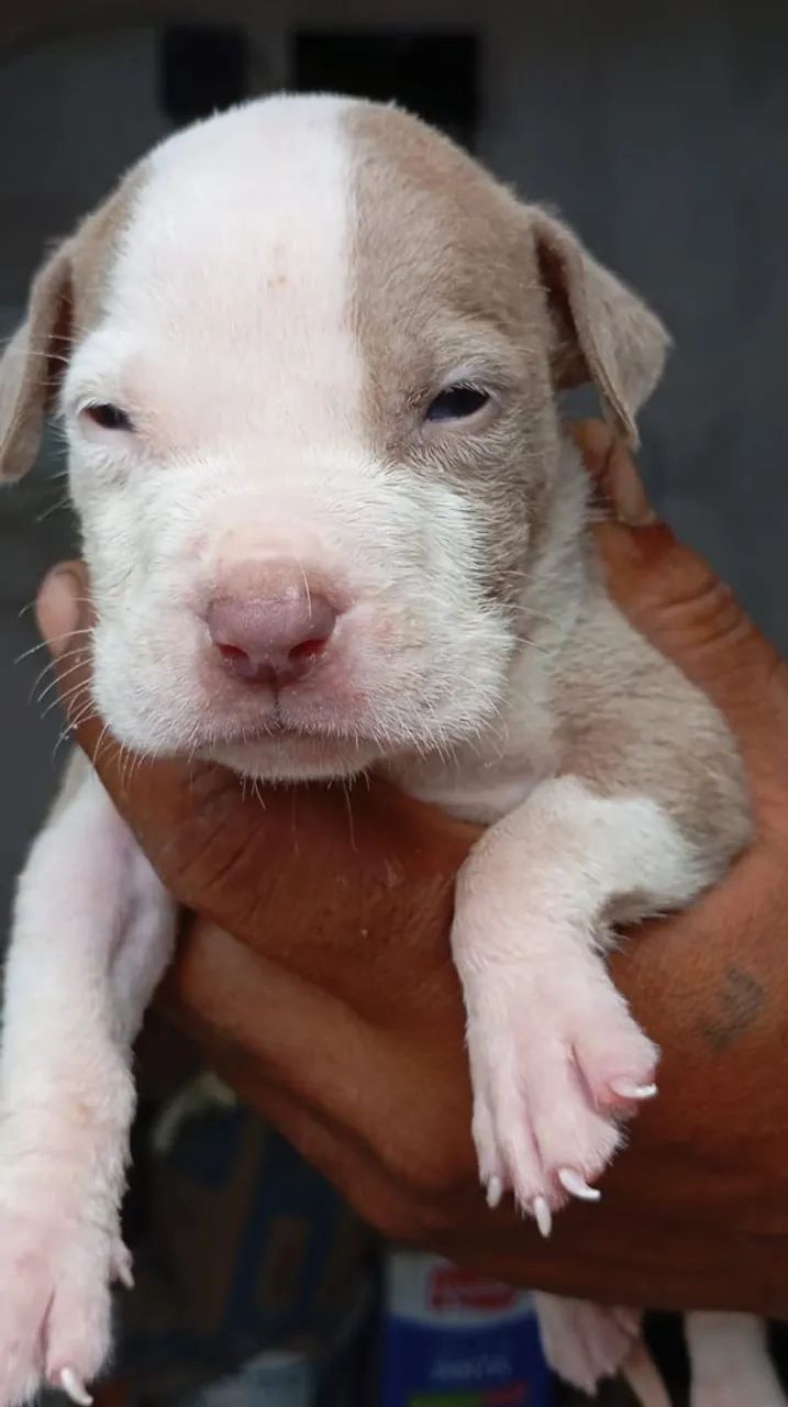 Filhotes de Pitbull p vender  - Foto 2