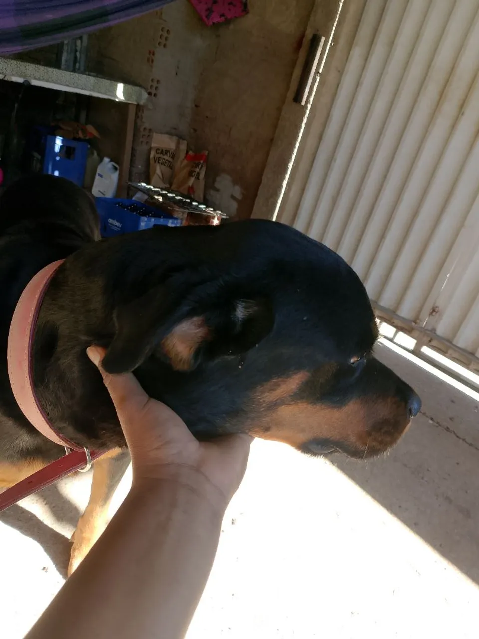 Filhote Rottweiler para adoção