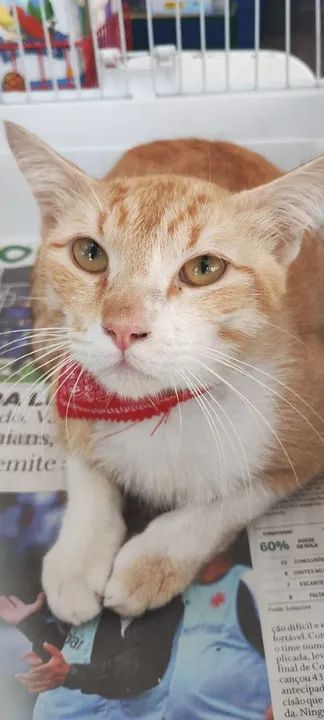 Gato Negativo para FIV e FELV, vacinado e castrados para adoção responsável. - Foto 2
