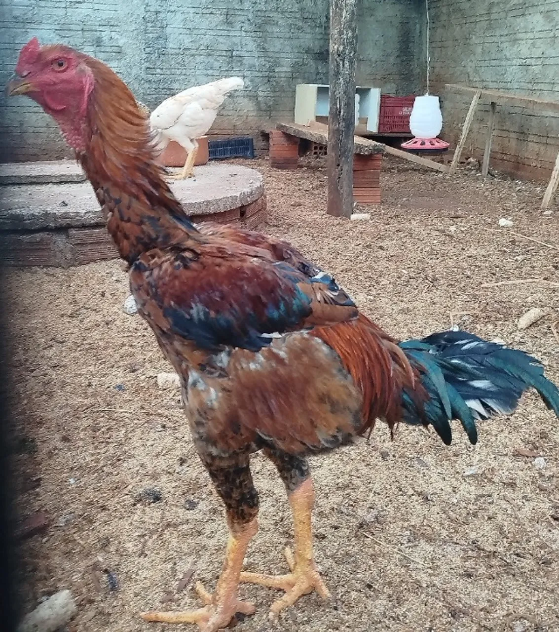 Índio gigante frango