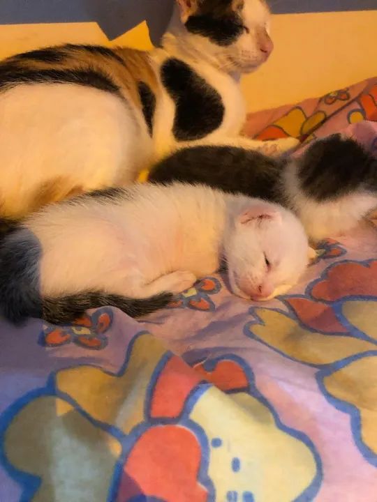 Gatinha fofa para adoção apenas fêmea  - Foto 2