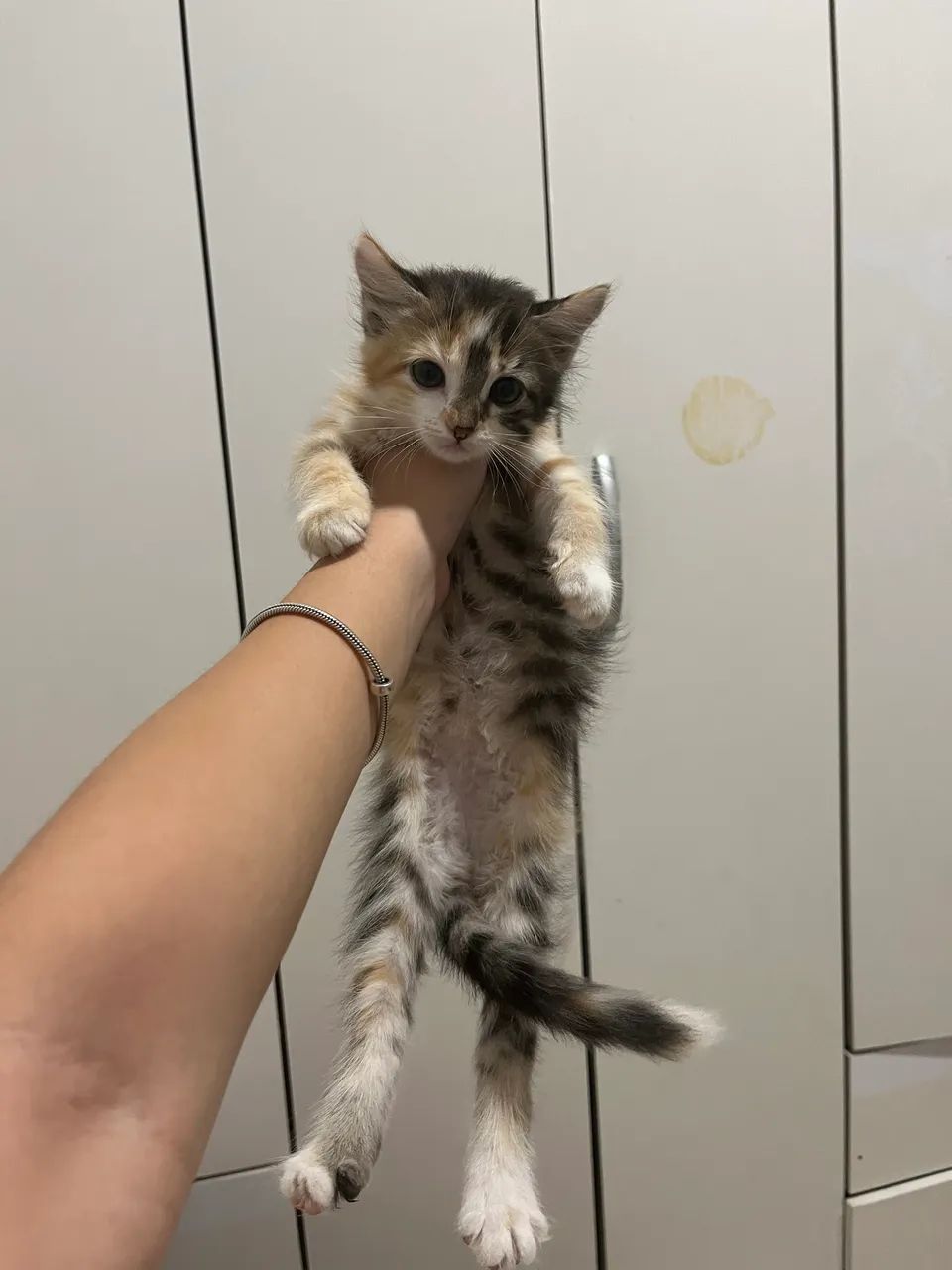 Gatinha para doação  - Foto 3