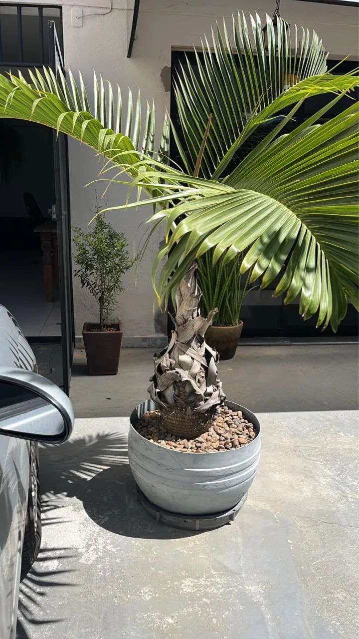 Palmeira Garrafa - Foto 2