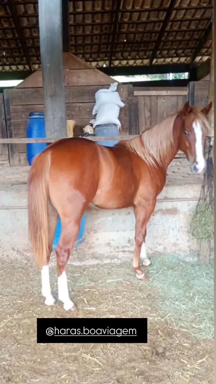 Cavalos ? quarto de milha   - Foto 6