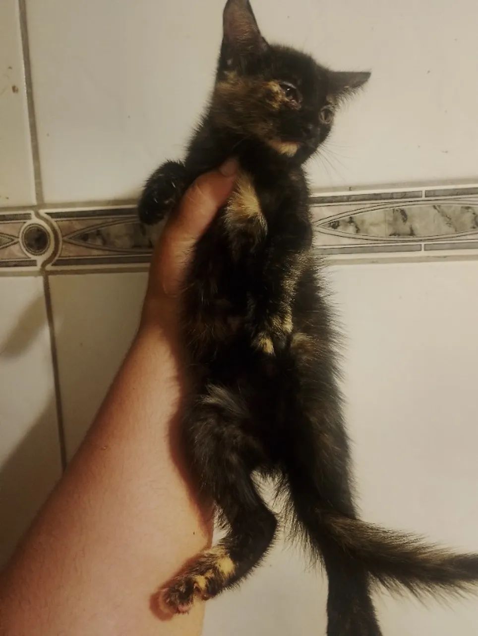 Doação de gatinha filhote - Foto 4