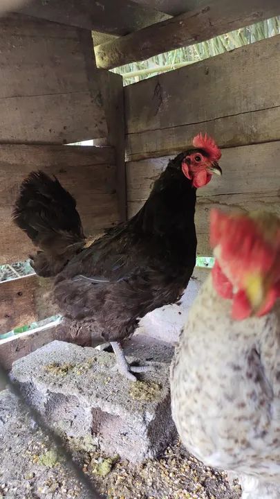 Galo Carijó e Galinhas - Foto 6