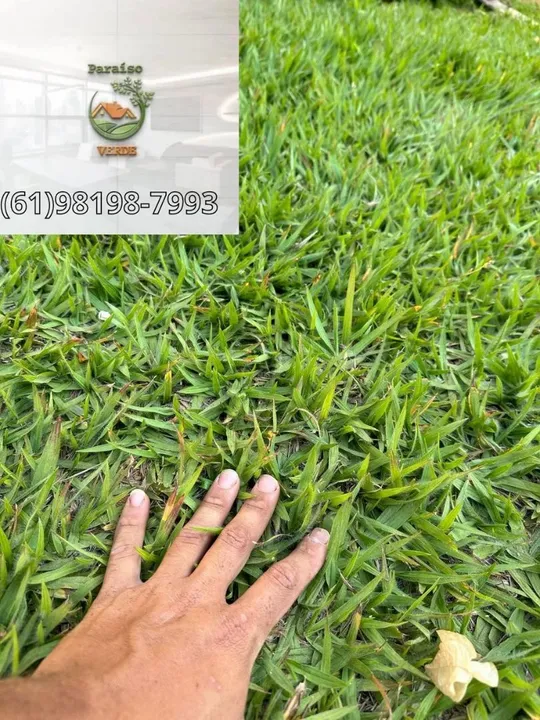 Grama plantio e fornecimento