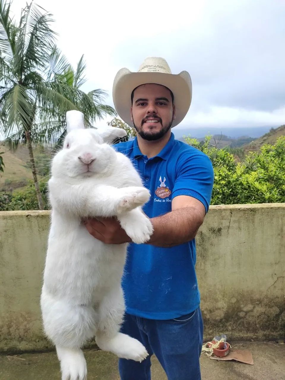 COELHO GIGANTE DE FLANDRES - Maior e mais dócil que existe no mundo - Foto 6