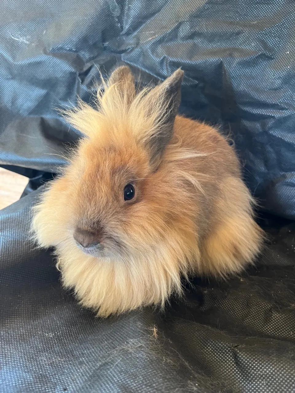 Mini Coelho, Mini Lion fêmeas adultas