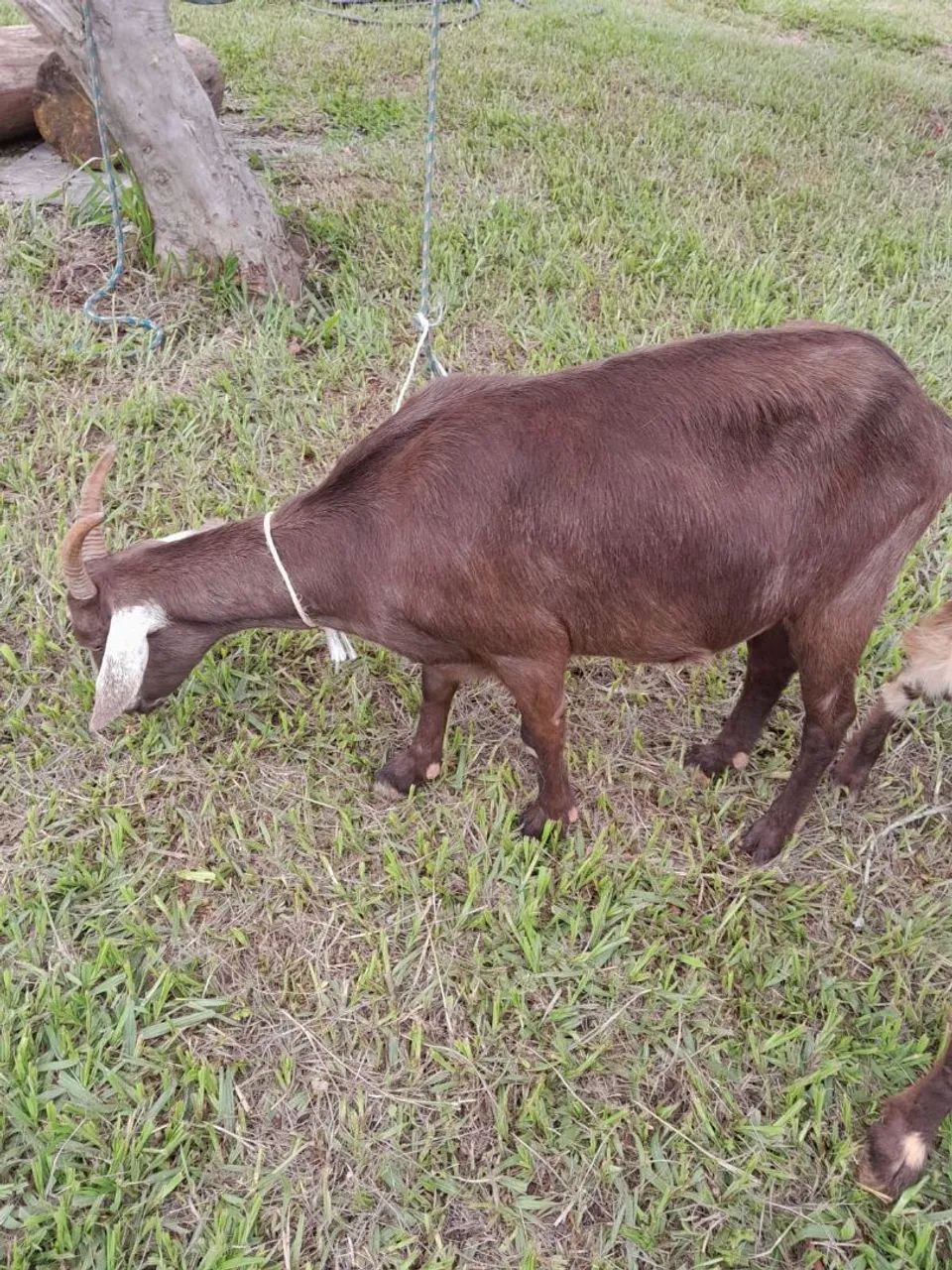 Casal de cabras - Foto 2