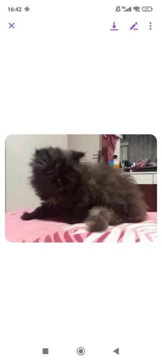 Persa fêmea  - Foto 2