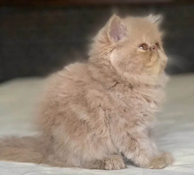 Show de Gato macho Persa filhote Creme macho pelo longo extremadissimo C/71 Dias lindo. - Foto 2