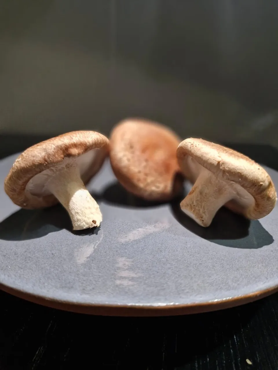 ARRENDO OU VENDO DE LOTE DE COGUMELO SHITAKE ! ?