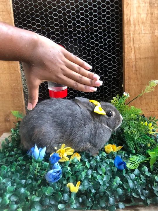 O menor coelho anão do mundo da raça netherland dwarf fêmea  - Foto 3