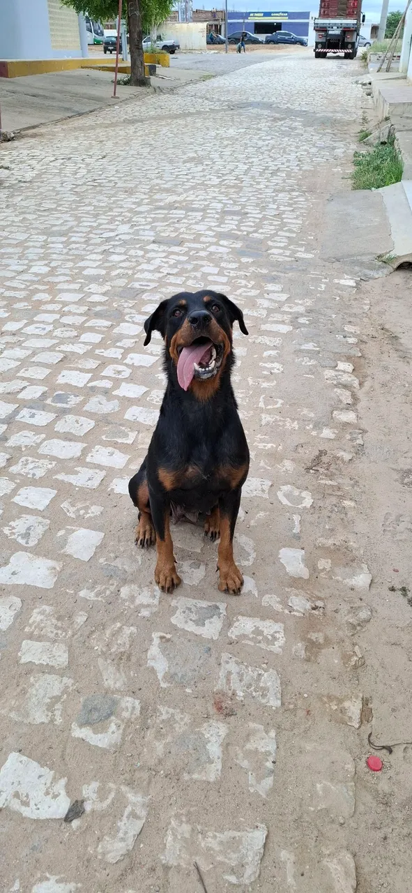 Rottweiler Macho Adorável e Leal - Procuro um Lar!