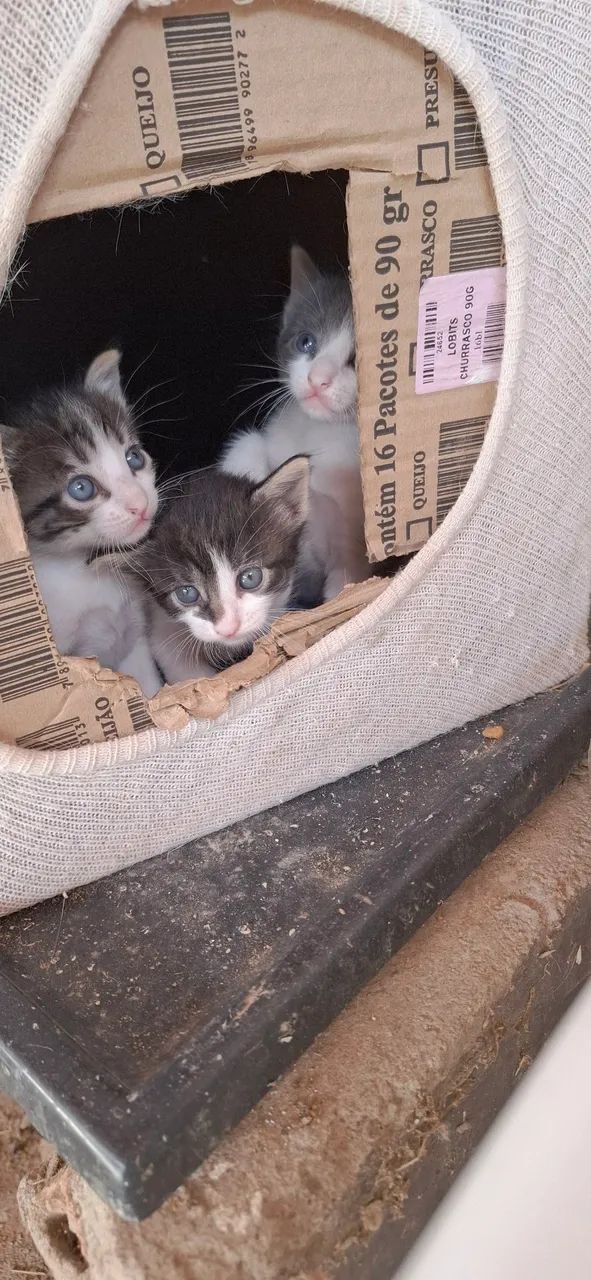 Doa-se gatinhos  machos  - Foto 2