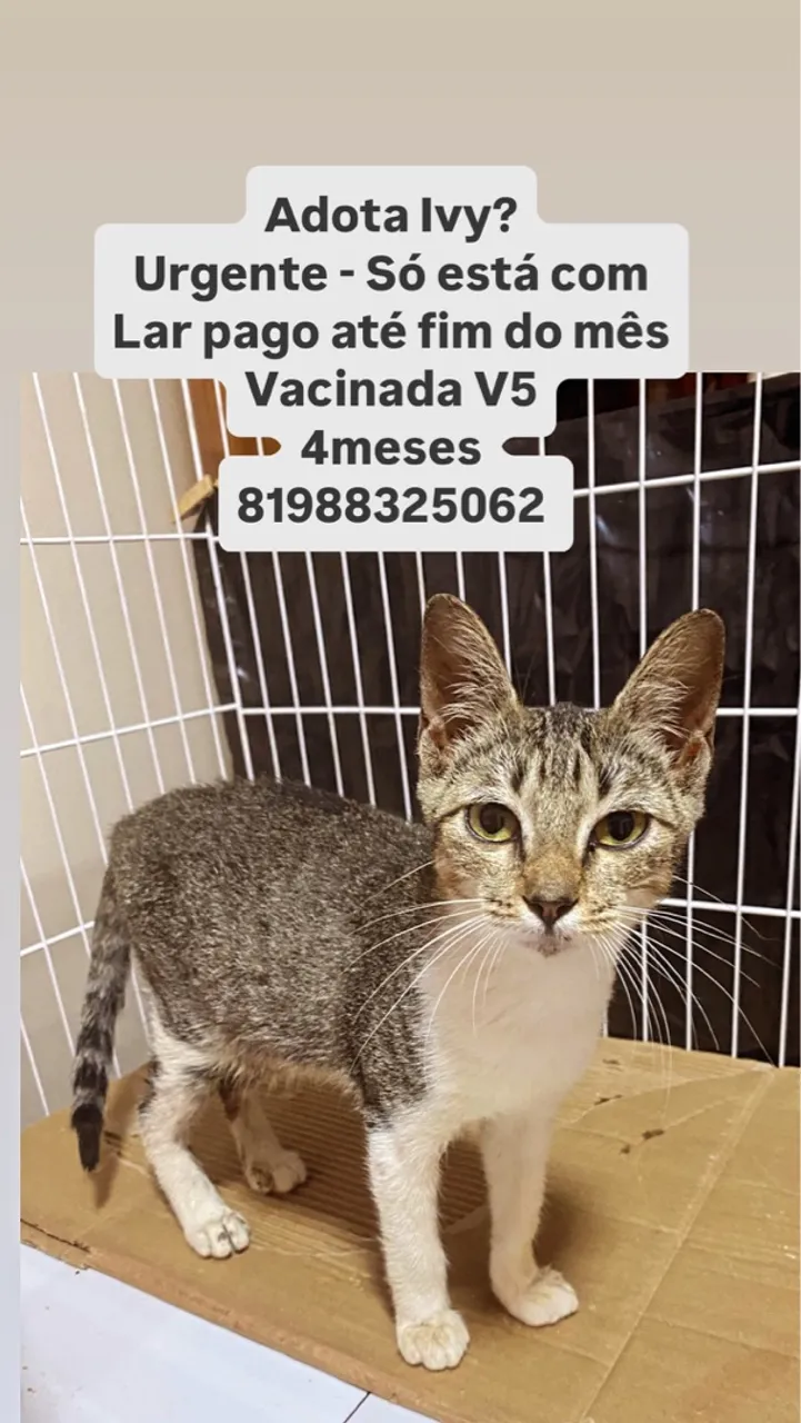 Gata Ivy para adoção urgente!