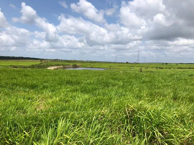 Fazenda com 590 hectares na região de Monte Alegre estruturada - Foto 3