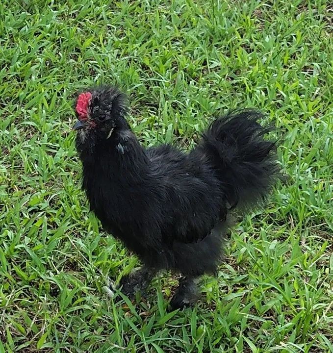Galo Sedoso Preto mistiça 5 dedos - Foto 2