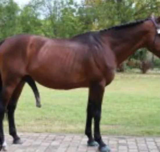 Vendo cavalo