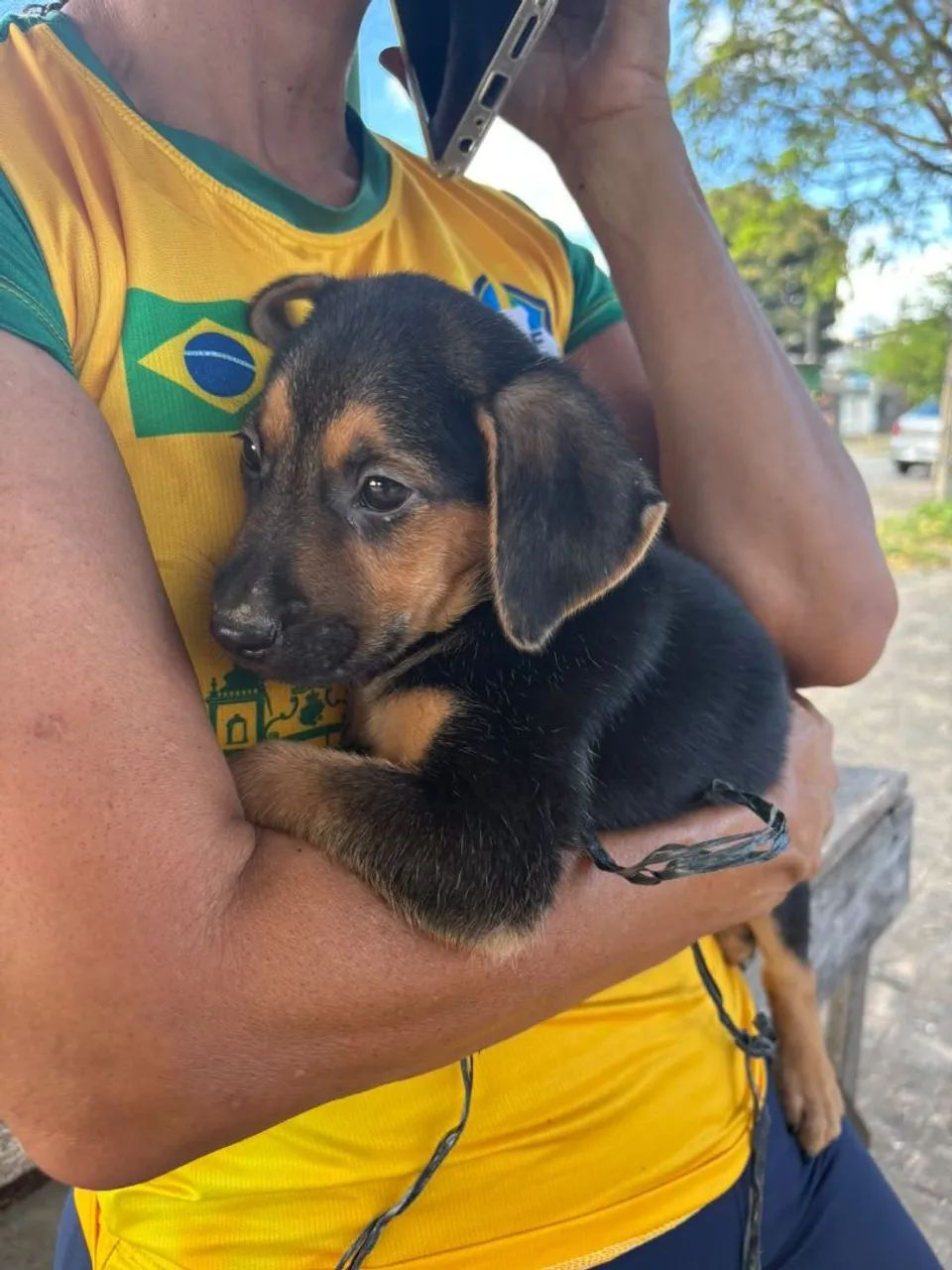 Cachorros  - Foto 2