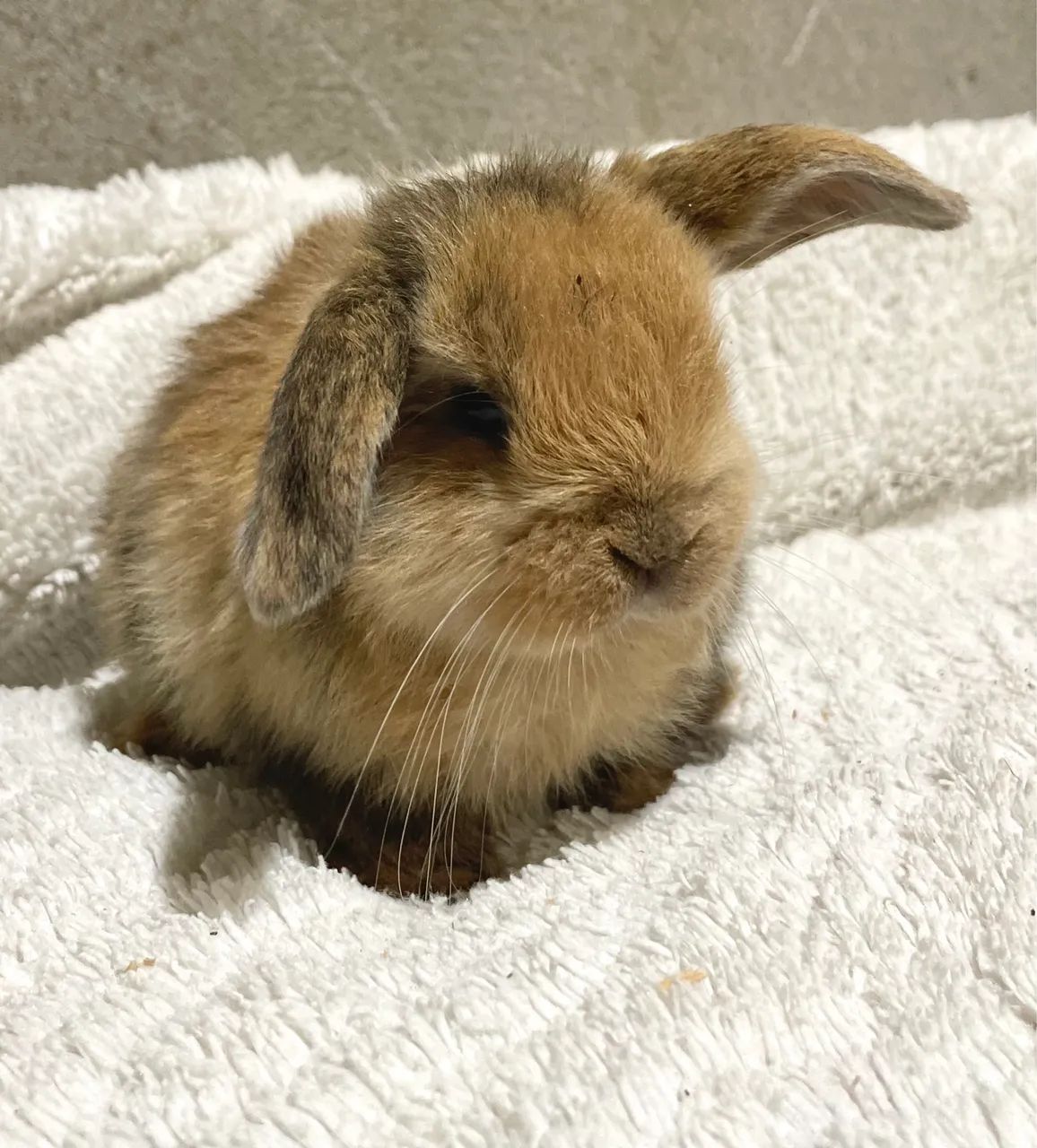 Mini Coelhos Lop - Foto 3
