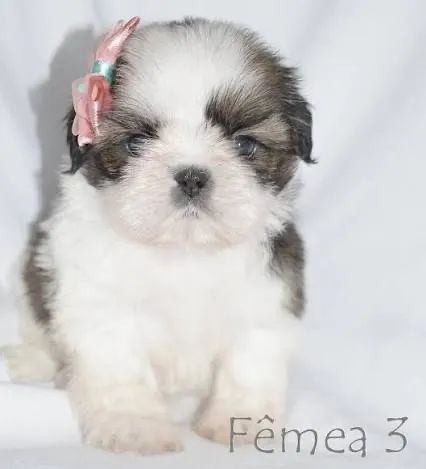 Shihtzu adoram deixar com a gente 