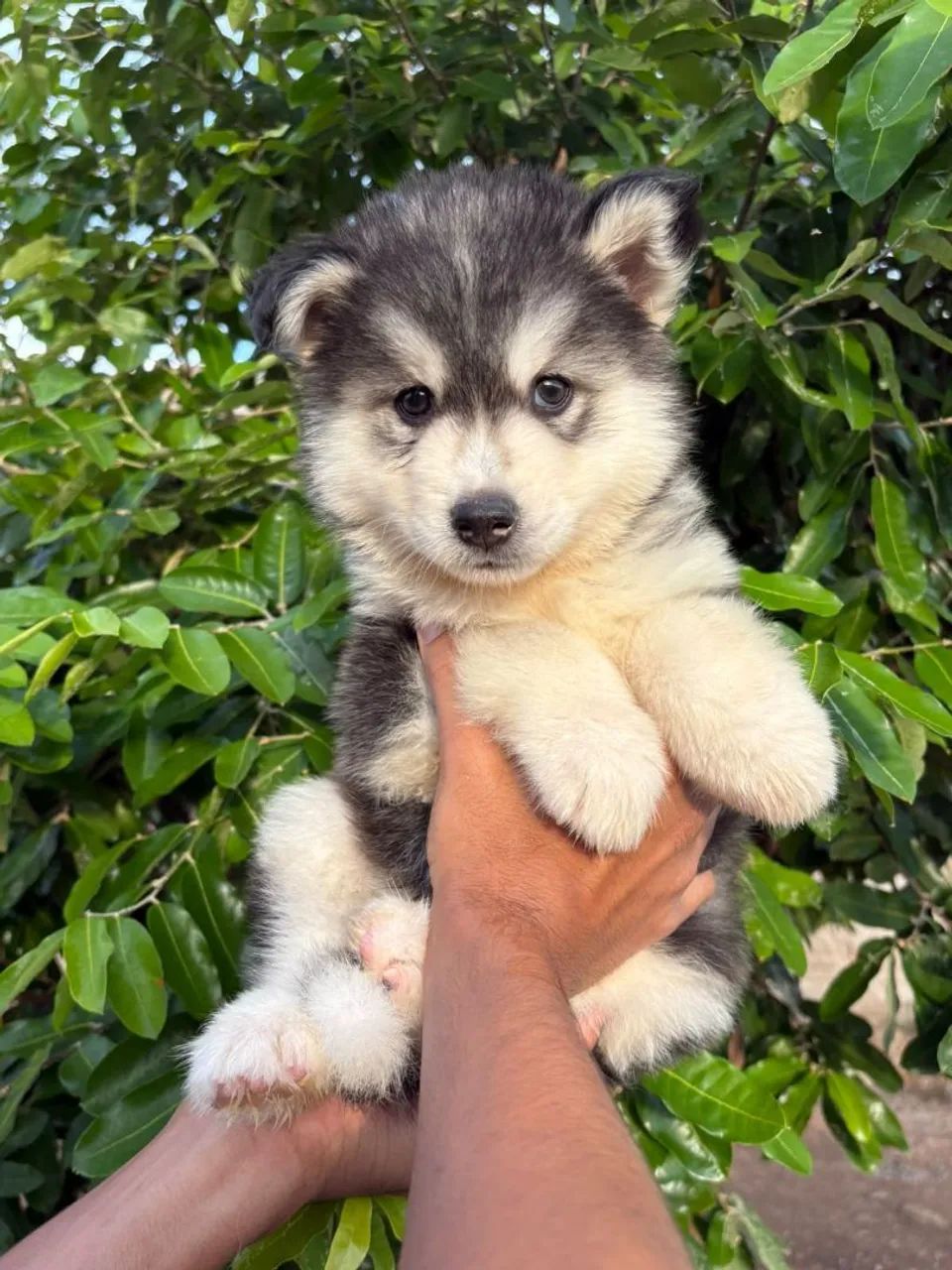 Husky siberiano - imagem real 