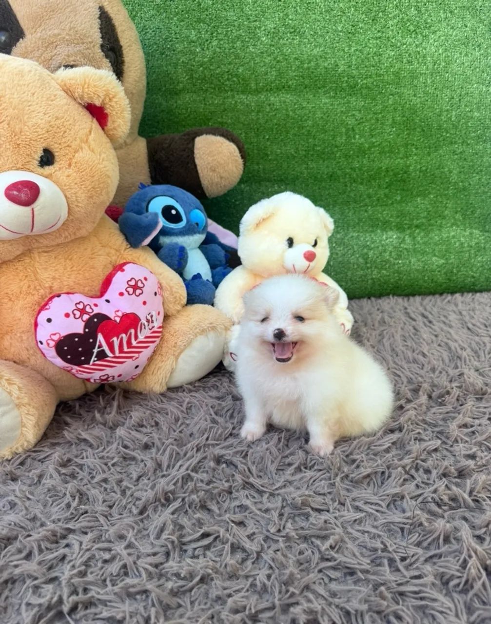 Cachorro  - Foto 5