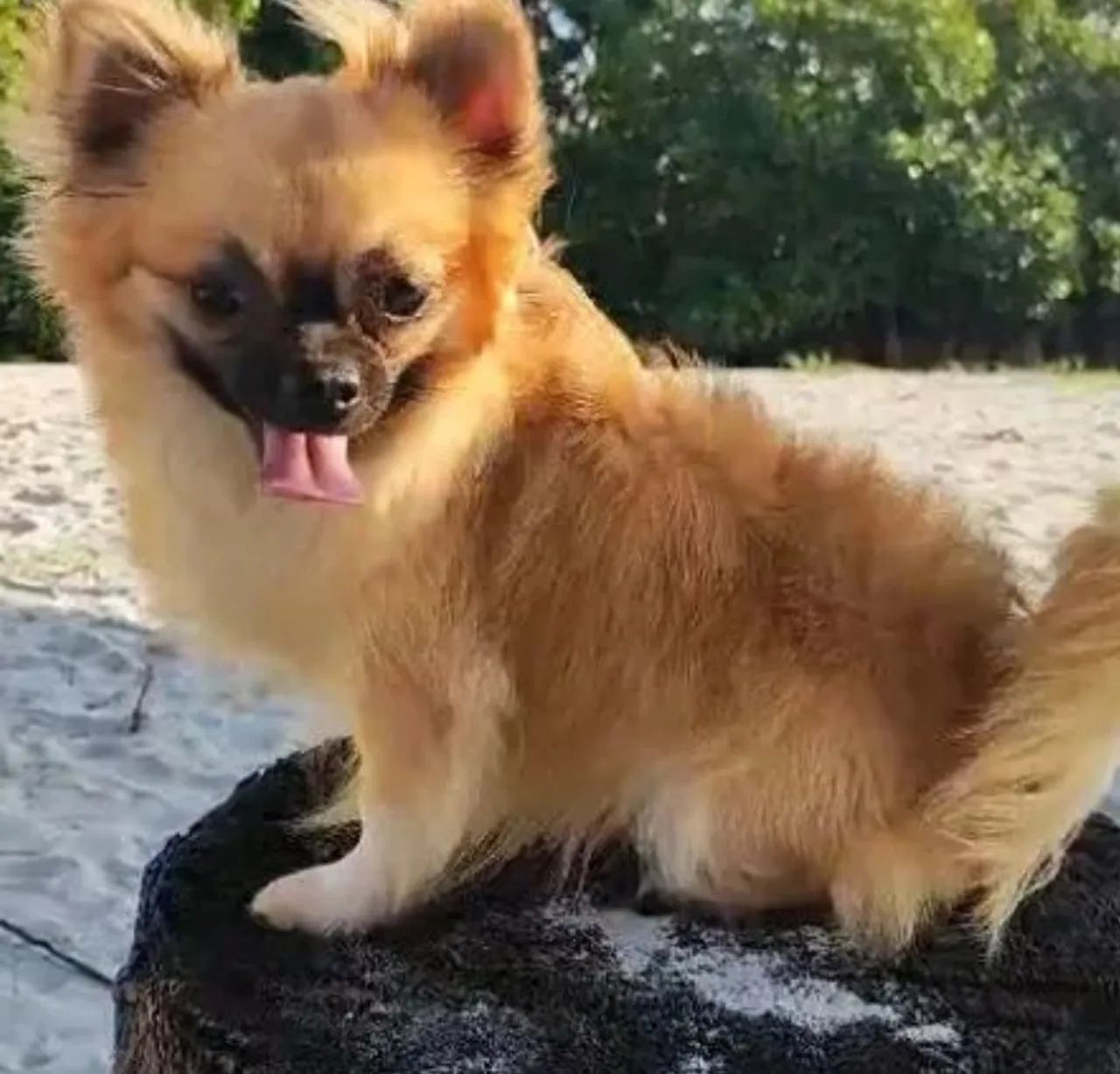 Chihuahua quer namorar  - Foto 3