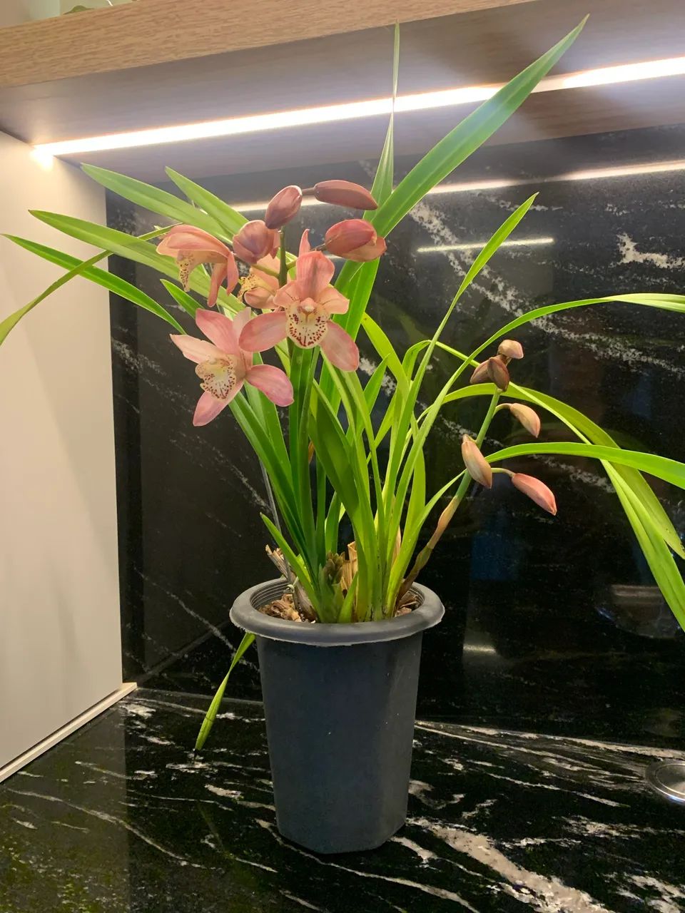 Orquídea Cymbidium 