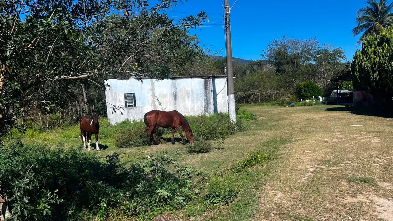Vendo sítio em Cabuçu  - Foto 3