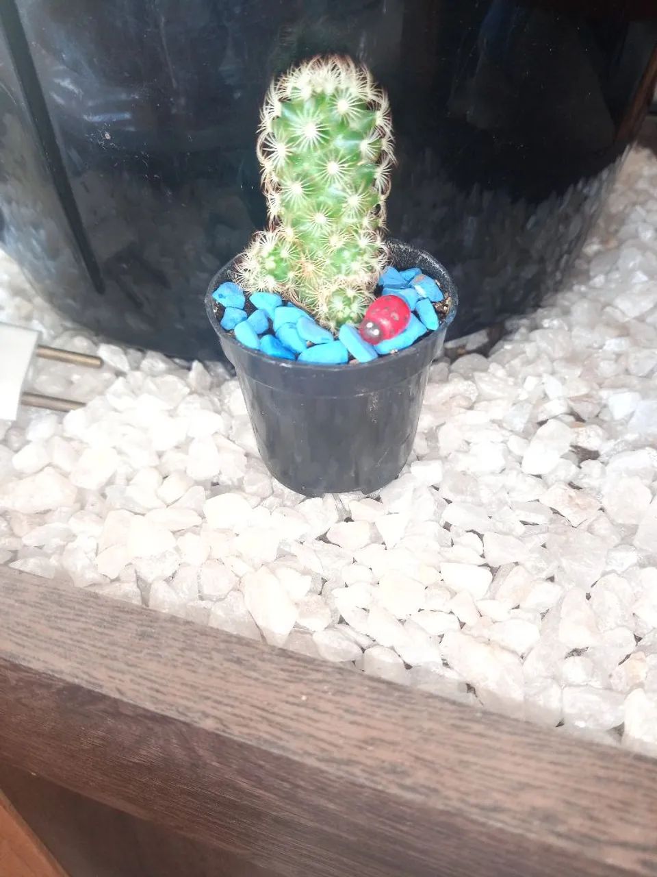 Cactos  - Foto 4