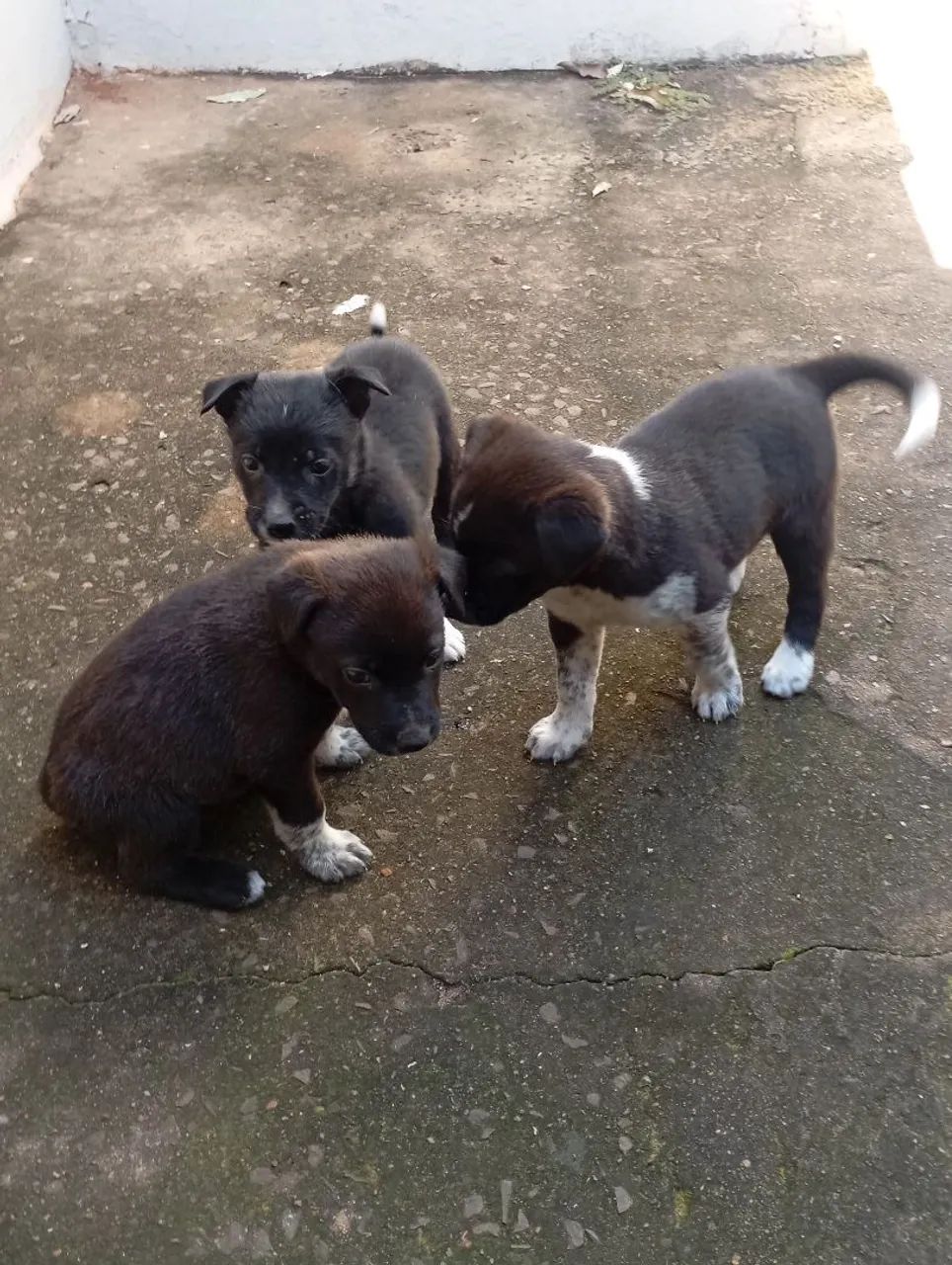 Doação filhote de boder colee