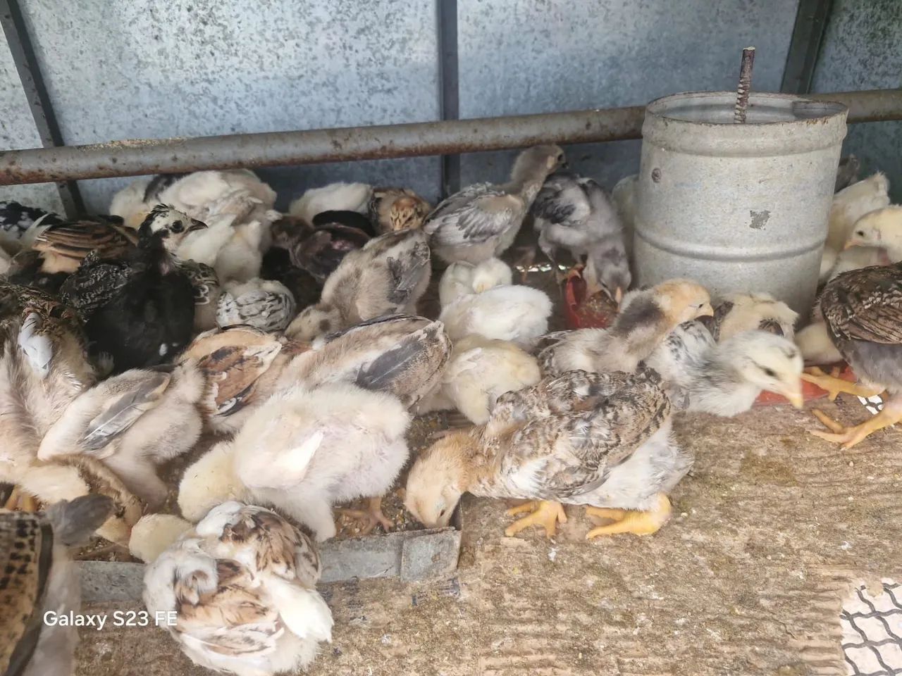 Pintinhos caipira  - Foto 2