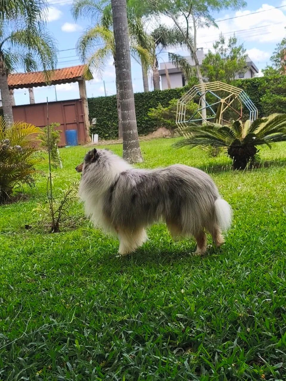 Collie pelo longo (rough collie) - Lassie - Foto 2