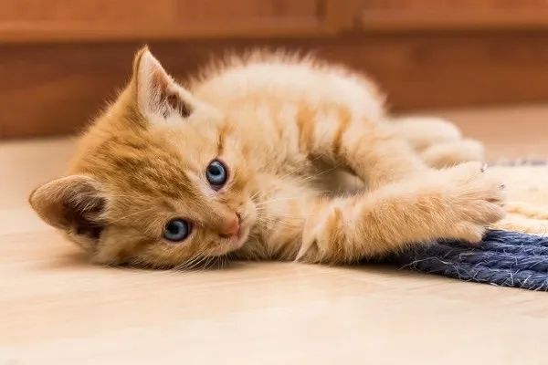 Gatinhos angora laranja disponível  - Foto 2