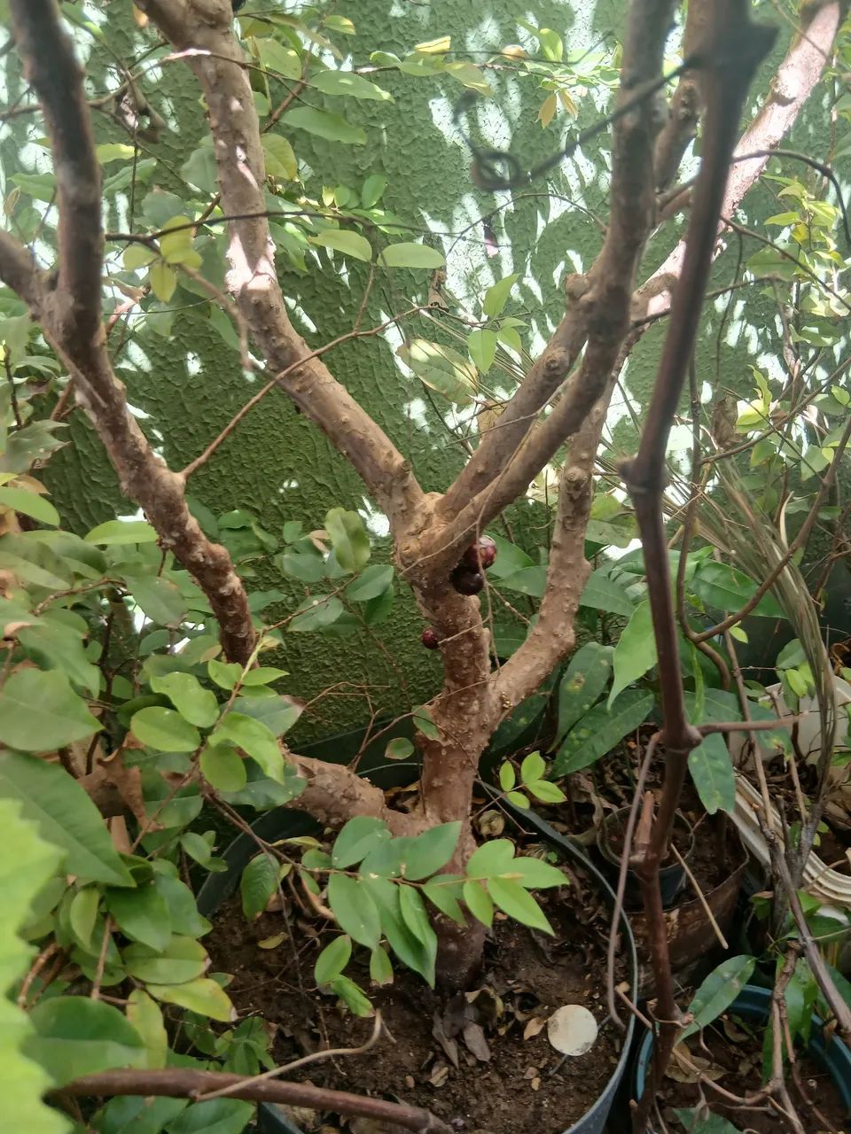 Pe de jabuticaba  - Foto 2