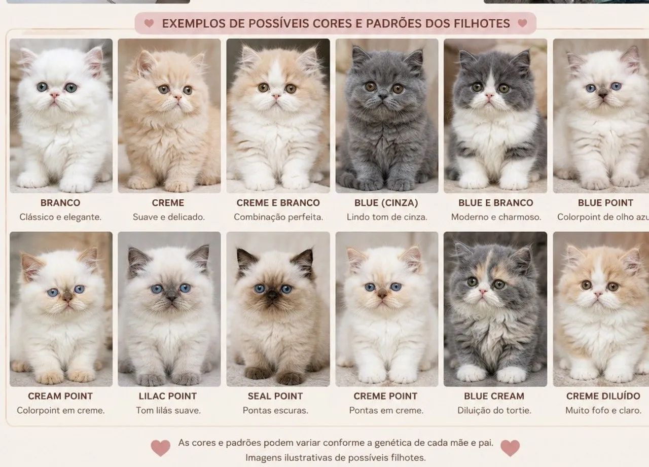 Persas filhotes  início de outubro - Foto 4