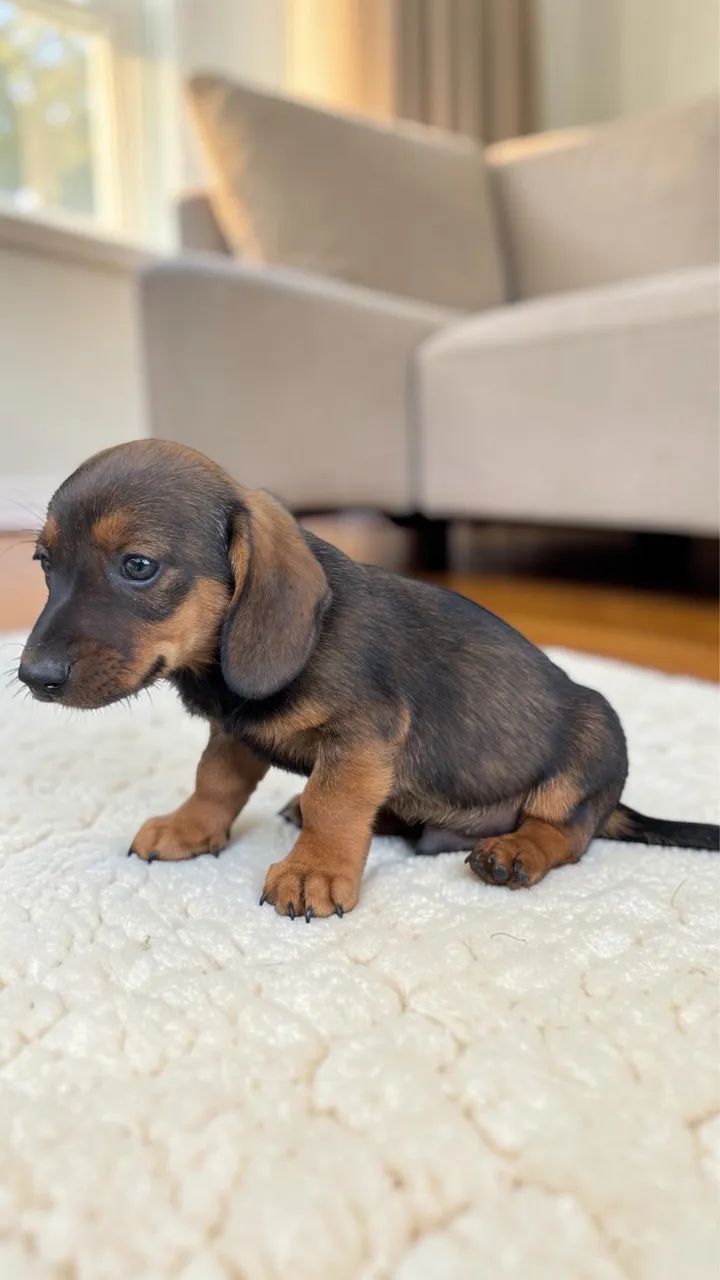 Daschund padrão Mini macho  - Foto 4