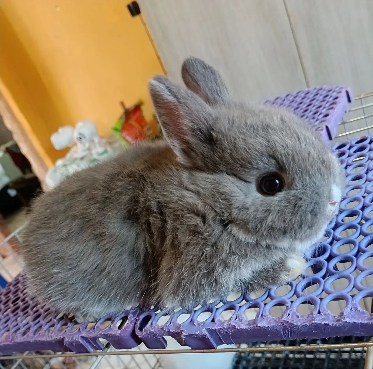 Coelho Netherland Dwarf Variados Valores  - Foto 3