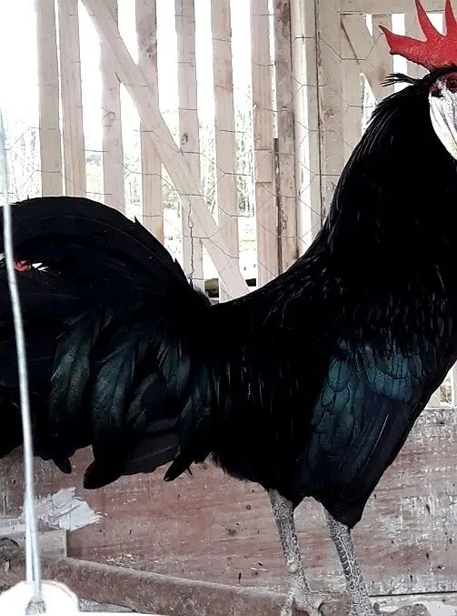 Galinhas e Galos Cara de Palhaço - Branco, Preto e Cinza (Raça Pura) - Foto 3