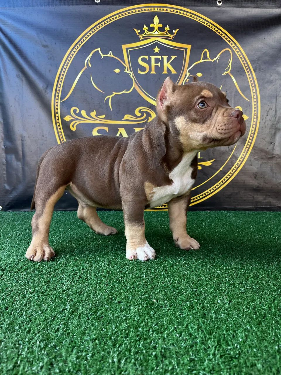 American Bully micro TriChoco - Foto 4