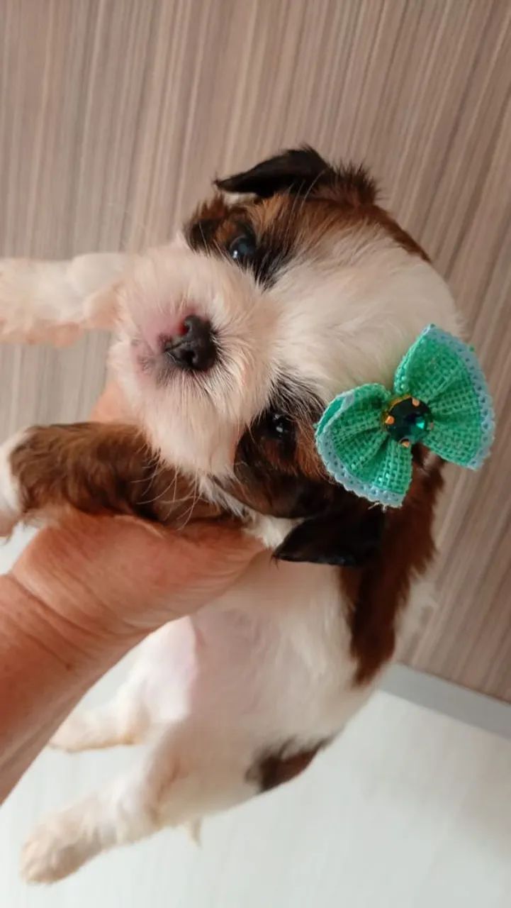 Mini shih tzu  - Foto 5