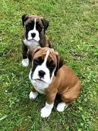 Boxer Alegria em forma de cachorro