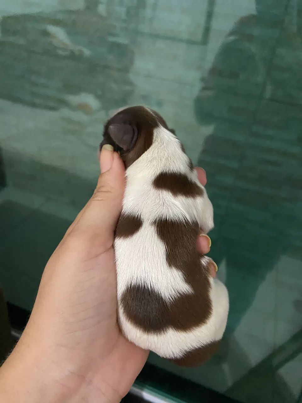 Cachorro - Foto 5