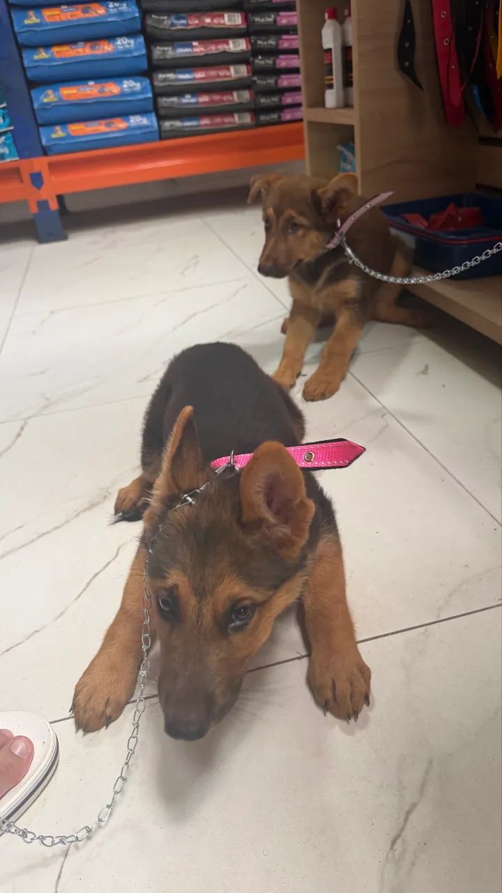 Animais - Foto 5
