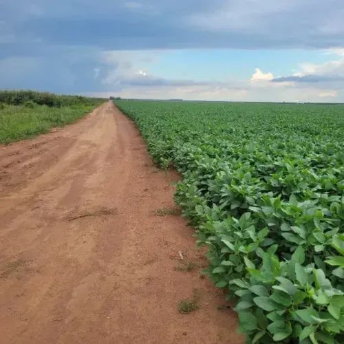 Fazenda 600 ha prox. Bom jesus PI - Foto 2